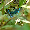 Common Banded Peacock