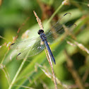 Slaty Skimmer
