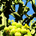 Euphorbia