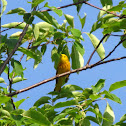 Yellow Warbler