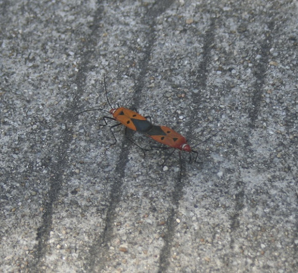 Spotting Image 1
