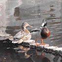 Mallard