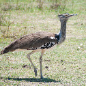 Kori Bustard