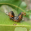 Spitfire Larvae