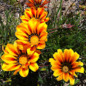 Gazania