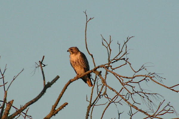 Red-tailed Hawk | Project Noah