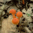 Hygrophorus parvulus?