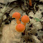 Hygrophorus parvulus?