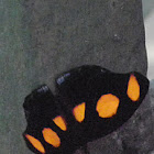 Blue spotted banner