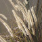 Pennisetum