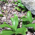 Blue Bead Lily