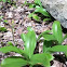 Blue Bead Lily