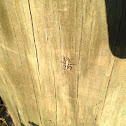Jumping spider