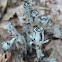 Indian Pipe