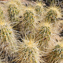 Golden Hedgehog Cactus