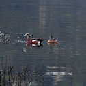 American Wigeon