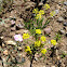 Sulphur flower