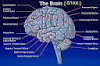 Gambar preview 10 Fakta Keunikan Otak Manusia Yang Luar Biasa