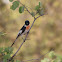 White-bellied Minivet