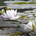 Sweet-scented Water Lily