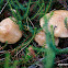 Fungus