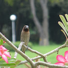 Scaly Breasted Munia