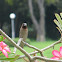 Scaly Breasted Munia