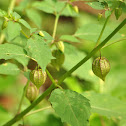 Pigmy ground cherry