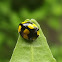 Fungus-eating ladybird beetle
