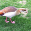 Egyptian Goose