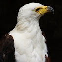 African Fish Eagle