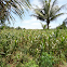 Maize (corn) plants