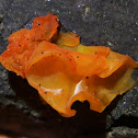 Orange Peel Fungus