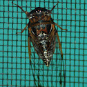 Cicada