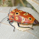Mallotus Shield Bug