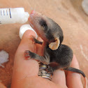 White-Eared Opossum