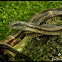 Gray Ratsnake