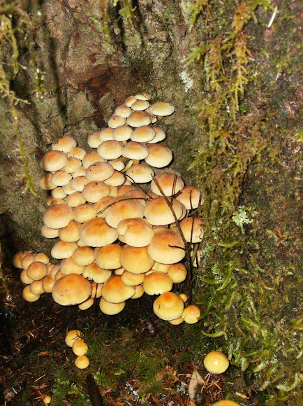 Spotting Image 1