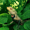 Oriental Garden Lizard
