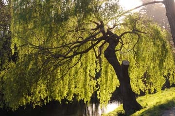 [WillowAvonRiver2.jpg]