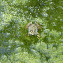 Perez's Frog