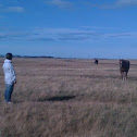 horse