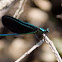 Black-winged Damselfly