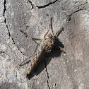 Robber fly