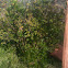 Mirto - true myrtle