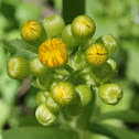butterweed