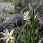 Crowpoison (False Garlic)