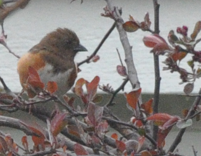 Spotting Image 1
