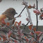 Eastern Towhee (female)