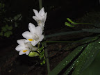 Květina - bílá